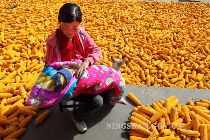 �����ߵ���ƶ���¡� ��Ӱ������Ʒѡ��(��)